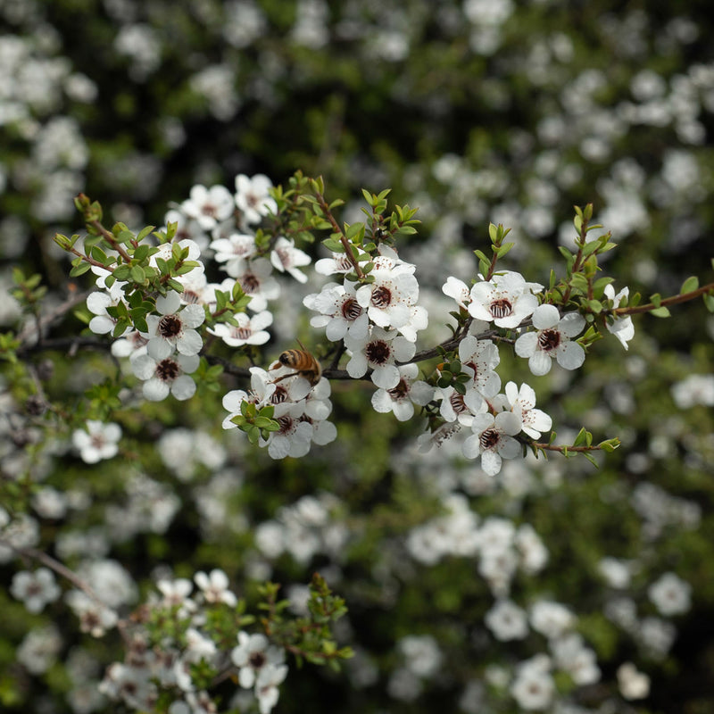 manuka tree bloom with honey bee forraging