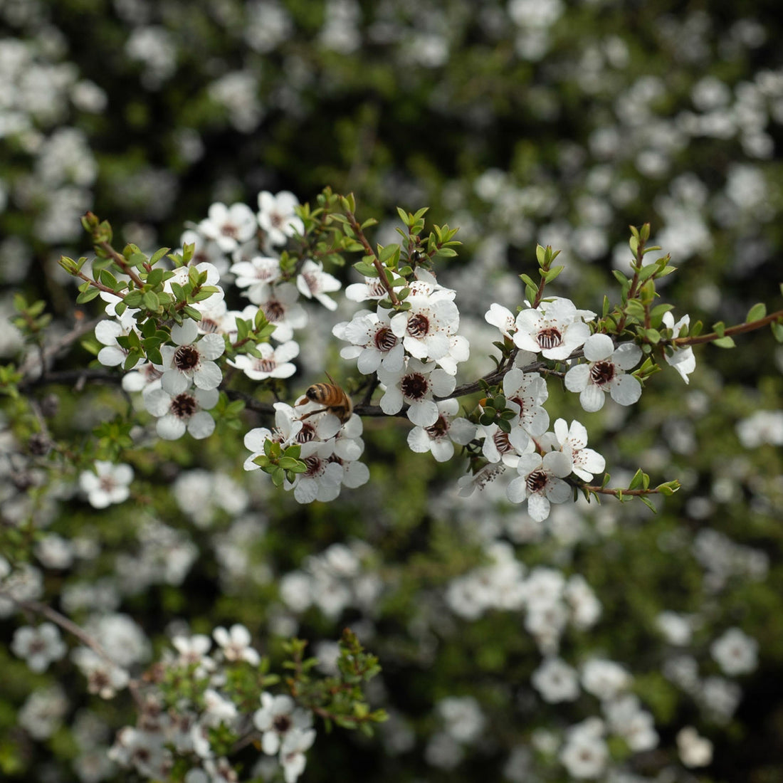 Mānuka tree with white blossoms with a honey bee foraging the flowers.