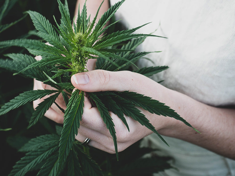 A woman holding a green hemp plant.