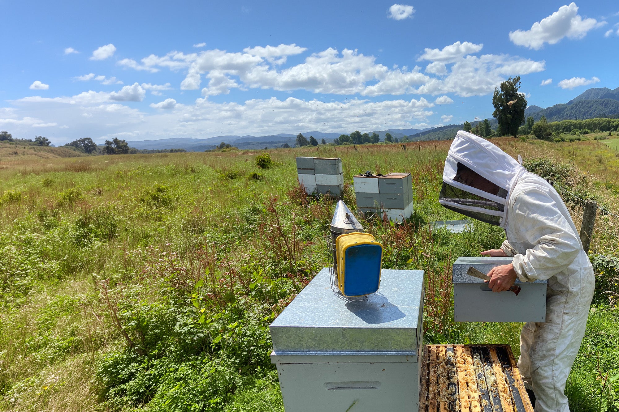 A person in a white beekeeping suit with a veil stands outdoors in a grassy field beside several beehives and a yellow-and-blue hive component under a blue sky with clouds.