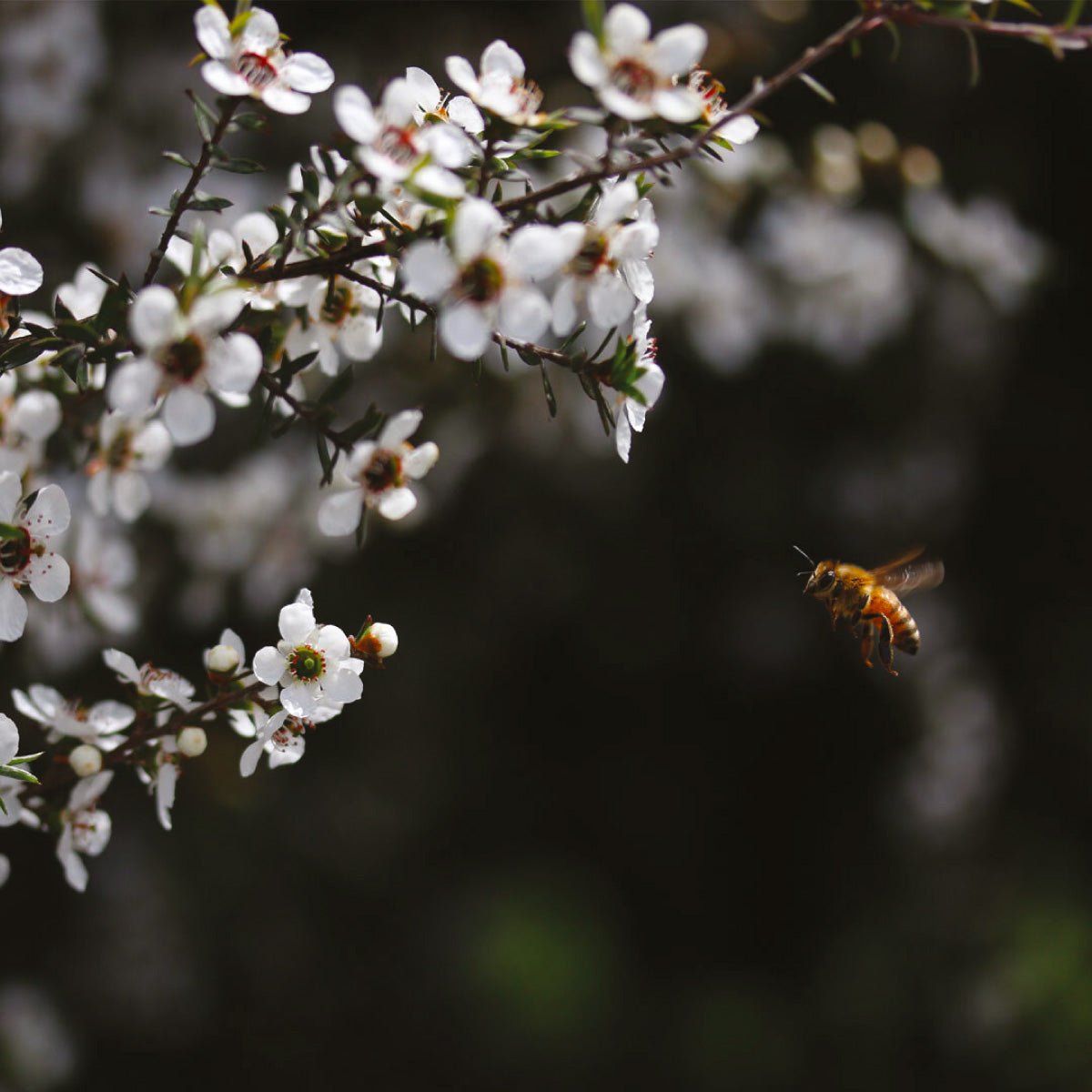 Honey bee foraging on a manuka bush